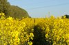 Rape field