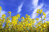 Rape field