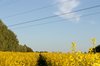 Rape field