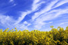 Rape field