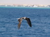 Bird 3