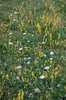Chalk downland flora