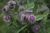 Burdock