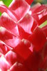 Pink tropical flowers