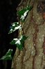Leafs & trunk