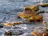 Coast and seaweed