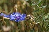 alone cornflower