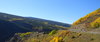 Colorado Aspen