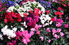 city flowers display