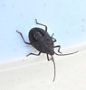 bugged