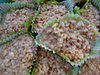 ricebubbles cup cakes