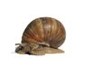 snail senior