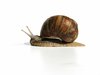 snail senior