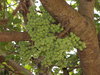 Cluster Fig