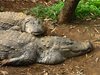 Marsh Crocodile