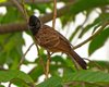 Red-Vented Bulbul