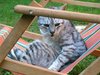 cat in deckchair