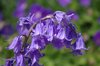 Purple Flower