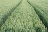 Tractor tracks