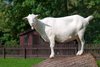 White goat