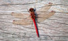 Red dragonfly