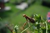 Praying Mantis Insect