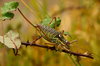 Bug Warrior