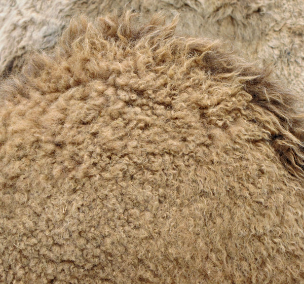 camel carpetting: the thick woolly coat of a camel