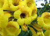 golden clusters