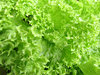 lettuce varieties
