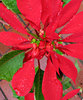 rain drops on red and green