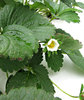 strawberry growth
