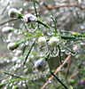 winter raindrops