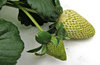strawberry growth