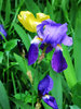 iris