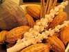 cocoa fruits 2