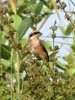 Long Tailed Shrike