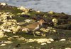 Common Sandpiper