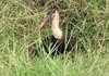Woolly-necked Stork