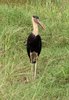 Woolly-necked Stork