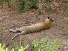 Tiger Resting