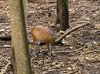 Barking Deer