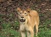 Lioness