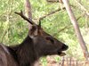 Sambar