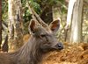 Sambar