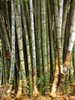 Bamboo Groove