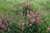 Sainfoin flowers