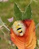 caterpillar