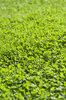 Clover and grass