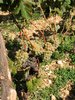 vineyard